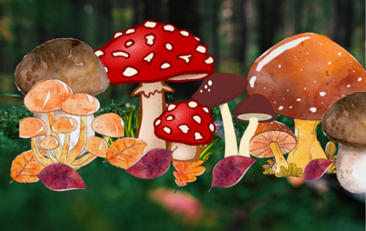 Zdjęcie do  Bajkownica- grzyby