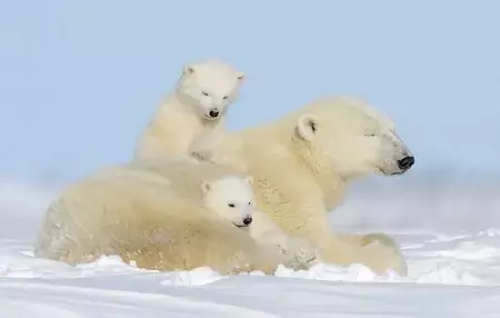 Zdjęcie do Dzień Niedźwiedzia Polarnego