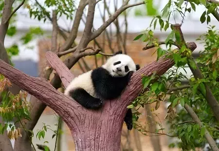 Zdjęcie przedstawiajace pandę leżącą na drzewie