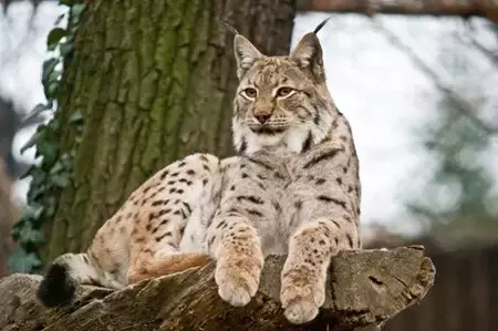 Zdjęcie rysia leżącego na gałęzi w lesie